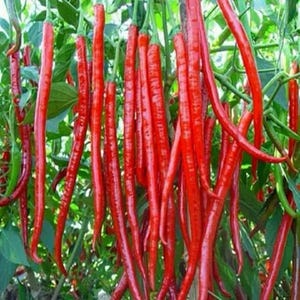 Könnte beinhalten: Nahaufnahme einer Ansammlung langer, leuchtend roter Chilischoten, die an grünen Stielen und Blättern hängen. Die Paprika sind schlank und gebogen, mit glänzender Textur. Einige grüne Paprika sind ebenfalls sichtbar.