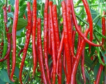 Può includere: Primo piano di un gruppo di lunghi peperoncini rossi vibranti appesi a steli e foglie verdi. I peperoncini sono sottili e curvi, con una consistenza lucida. Sono visibili anche alcuni peperoncini verdi.