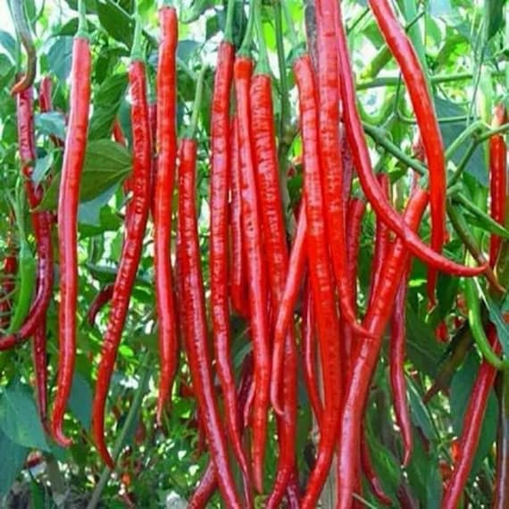 50 Joe's Long Cayenne Hot Pepper Seeds | Heirloom Non-GMO | Fast Growing | Pot Friendly Vegetable Seeds | Fresh Herb Seeds