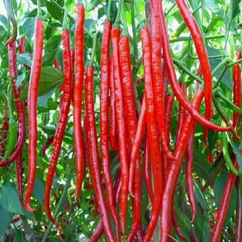 May include: A close-up of a cluster of long, vibrant red chili peppers hanging from green stems and leaves. The peppers are slender and curved, with a glossy texture. Some green peppers are also visible.