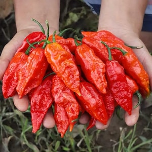 Könnte beinhalten: Eine Handvoll leuchtend roter Chilischoten mit grünen Stielen. Die Paprika haben eine runzelige Textur und einen glänzenden Glanz, was auf Frische hindeutet. Das Bild konzentriert sich auf die Paprika und hebt ihre Farbe und Form hervor.