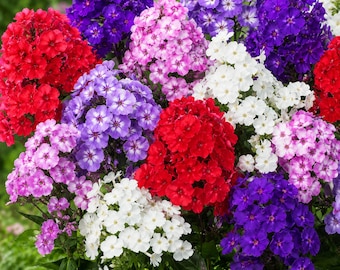 Graines de phlox paniculé (30 graines) | Mélange de phlox paniculés | Fleurs vivaces pour jardin champêtre | Jardin à papillons | Fleurs coupées | Faciles à cultiver