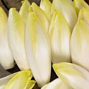 May include: A close-up shot of several fresh endive heads. The endive has a creamy white color with yellow tips. The leaves are tightly packed and elongated, with a slightly curved shape. The endive is a popular ingredient in salads and other dishes.