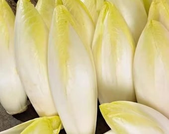 30 semillas de endivias Witloof / Variedad tradicional no transgénica / De rápido crecimiento / Aptas para macetas / Semillas de hierbas frescas