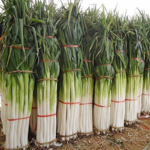 May include: A collection of spring onions, featuring white stems and green leaves, are bound together with twine and red bands. The spring onions are displayed in a line, ready for purchase.