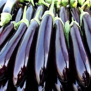 May include: A close-up of several dark purple aubergines with green stems and leaves. The aubergines have a smooth, glossy surface and are arranged closely together, creating a visually appealing display of fresh produce.