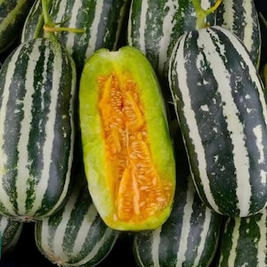 Puede incluir: Primer plano de varios pepinos armenios frescos, también conocidos como melones serpiente, con un exterior a rayas verdes y blancas. Un pepino está cortado, revelando la pulpa y las semillas de color naranja. Los pepinos son de color verde y blanco vibrantes.