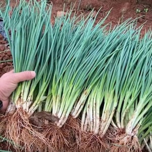 May include: Freshly harvested green onions with long, slender green stalks and white bulbs. The roots are visible, showing the plant's natural growth. The onions are bundled together, ready for use in cooking.