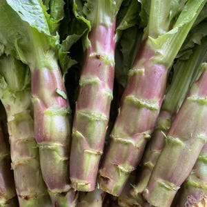 Puede incluir: Primer plano de lechuga espárrago fresca. Los tallos son de un verde pálido con un tono rosa púrpura, y las hojas son de un verde vibrante. La imagen muestra la textura y las variaciones de color del vegetal, destacando su frescura y atractivo natural.