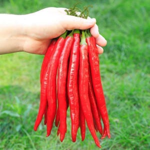 May include: A bunch of bright red chili peppers held in a hand. The peppers are long and slender, with a smooth texture. The green stems are visible at the top. The background is blurred green grass.