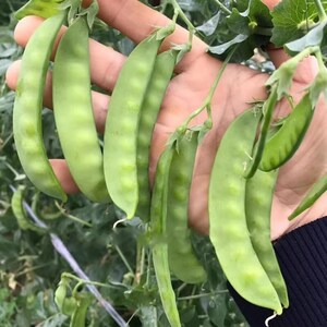 Op de afbeelding: Een hand houdt verschillende verse, groene peulen vast, die hun levendige kleur en gladde textuur laten zien. De peulen zijn bevestigd aan dunne stelen, met enkele bladeren zichtbaar op de achtergrond, wat op een tuin duidt.