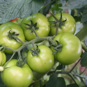 20 Green Tomato Seeds | Heirloom Non-GMO | Fast Growing | Pot Friendly Vegetable Seeds | Fresh Herb Seeds