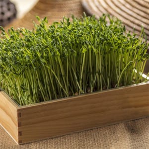 May include: A rectangular light-coloured wooden box filled with a dense cluster of vibrant green pea shoots. The young plants feature thin, upright stems and small, delicate leaves, creating a lush, textured appearance within the container.