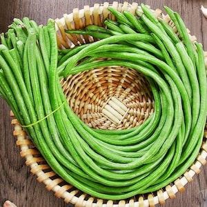 May include: A large bundle of long, slender, bright green yardlong beans coiled inside a round, light-colored woven wicker basket. The beans are smooth, firm, and uniform in color, filling the circular container with their elongated shape.