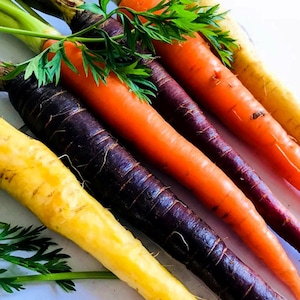 50 semillas de zanahoria arcoíris / Variedad tradicional no transgénica / De rápido crecimiento / Aptas para macetas / Semillas de hierbas frescas