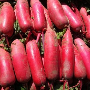 May include: A close-up shot of a pile of fresh, elongated red radishes. The radishes have a vibrant red color with some dirt on the skin and green leaves attached to the top. The radishes are a healthy food.