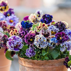 Op de afbeelding: Een tros gefranjerde viooltjes in tinten dieppaars, blauw en crème met gele harten, groeiend in een getextureerde terracotta pot. De bloemblaadjes hebben golvende randen en een dicht, gelaagd uiterlijk door het hele boeket heen.