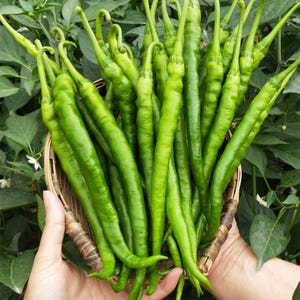 Puede incluir: Una cesta rebosante de pimientos verdes frescos y vibrantes. Los pimientos largos y delgados están muy juntos, mostrando su textura suave y puntas curvas. La cesta es sostenida por manos, con un fondo de follaje verde.