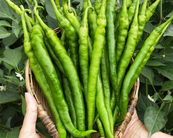 May include: A basket overflowing with fresh, vibrant green chili peppers. The long, slender peppers are tightly packed, showcasing their smooth texture and curved tips. The basket is held by hands, with a backdrop of green foliage.