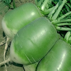 Puede incluir: Primer plano de varios rábanos verdes con puntas blancas y hojas verdes adjuntas. Los rábanos tienen una superficie lisa y ligeramente brillante. Están dispuestos juntos, sugiriendo una cosecha fresca.