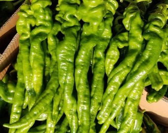 May include: A collection of long, slender, bright green peppers with wrinkled, twisted skins and tapered ends. The peppers are packed closely together, displaying a vibrant, glossy texture and varying shades of light to deep green.