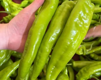 May include: Close-up of several long, light green peppers. The peppers are held in a hand, showcasing their size and shape. The peppers have a smooth, shiny surface and a slightly curved form. The background is filled with more of the same peppers.