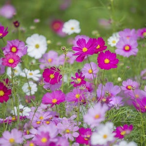 Può includere: Un campo di fiori cosmos in varie tonalità di magenta, rosa e bianco. Ogni fiore presenta un disco centrale giallo circondato da petali piatti e delicati. I sottili steli verdi e il fogliame piumato sono visibili in tutto il fitto gruppo.