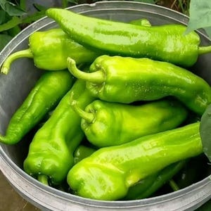 Puede incluir: Primer plano de un cubo de metal lleno de pimientos verdes brillantes. Los pimientos son largos y ligeramente curvados, con una superficie lisa y brillante. Los pimientos son de un color verde vibrante, y el cubo es de un plateado apagado.