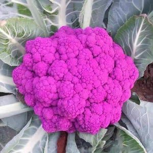 Può includere: Primo piano di un cavolfiore viola vibrante, con una superficie densa e strutturata. Il cavolfiore è circondato da grandi foglie verdi, creando un contrasto sorprendente. L'immagine mette in risalto il colore e la forma unici di questa verdura.