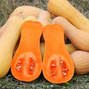 Peut inclure: Gros plan sur deux moitiés de courge butternut, révélant la chair orange vif et les graines. Plusieurs courges butternut entières sont en arrière-plan, avec des teintes jaunes et beiges. L'image est prise en extérieur.