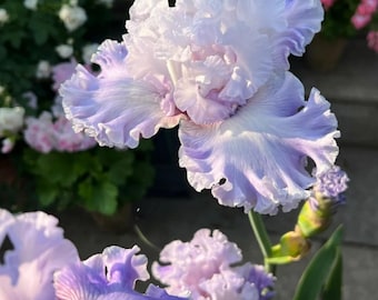 Semillas de lirio alemán (20 semillas) / Lirio barbudo alto / Semillas de flores perennes / Jardín rústico fragante / Flores fáciles de cultivar