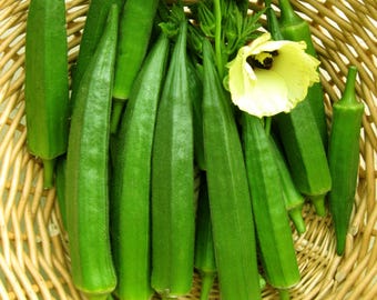 オクラの種 20粒 | 伝統品種 非遺伝子組み換え | 成長が早い | 鉢植えに適した野菜の種 | 新鮮なハーブの種