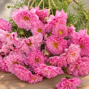 Può includere: Un grande bouquet di fiori cosmos rosa vivace con petali arricciati a più strati e centri giallo brillante. I fiori sono densamente raggruppati, mostrano varie sfumature di rosa e sono attaccati a sottili steli verdi con fogliame piumato.
