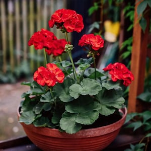 Red Geranium Seeds ( 10 Seeds)  | Cut Flower Garden | Cottage Garden