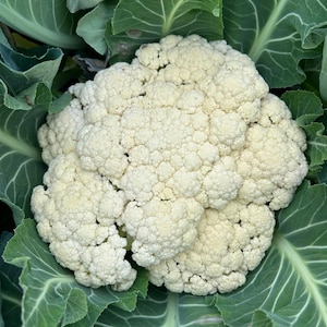 Può includere: Primo piano di una testa di cavolfiore bianco crema, circondata da grandi foglie verdi. La superficie del cavolfiore è densa e strutturata. Le foglie verdi offrono un contrasto, evidenziando la forma naturale della verdura.