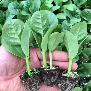 Puede incluir: Primer plano de tres pequeñas plantas de espinacas verdes con hojas grandes y ovaladas. Las plantas se sostienen en una mano, mostrando sus raíces y la tierra en la que están plantadas. El fondo está lleno de más plantas de espinacas.