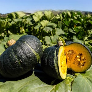 May include: Two dark green pumpkins, one whole and one cut open, showing bright orange flesh and seeds. The pumpkins sit on large green leaves, with a field of green foliage in the background. The image is taken outdoors on a sunny day.