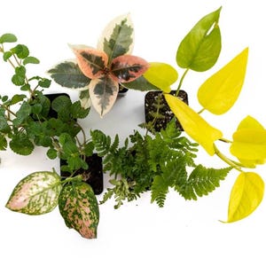 May include: A collection of five potted plants including a variegated rubber plant with pink and green leaves, a bright neon yellow pothos, a green fern, a pink and green spotted aglaonema, and a small green herb with textured leaves.