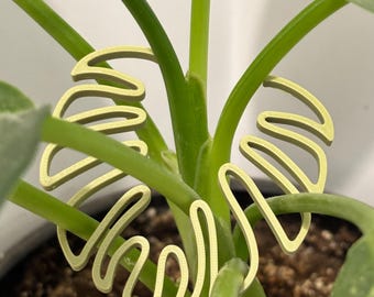 Pflanzenhalter für Monstera Philodendron Pothos | Rankgitter