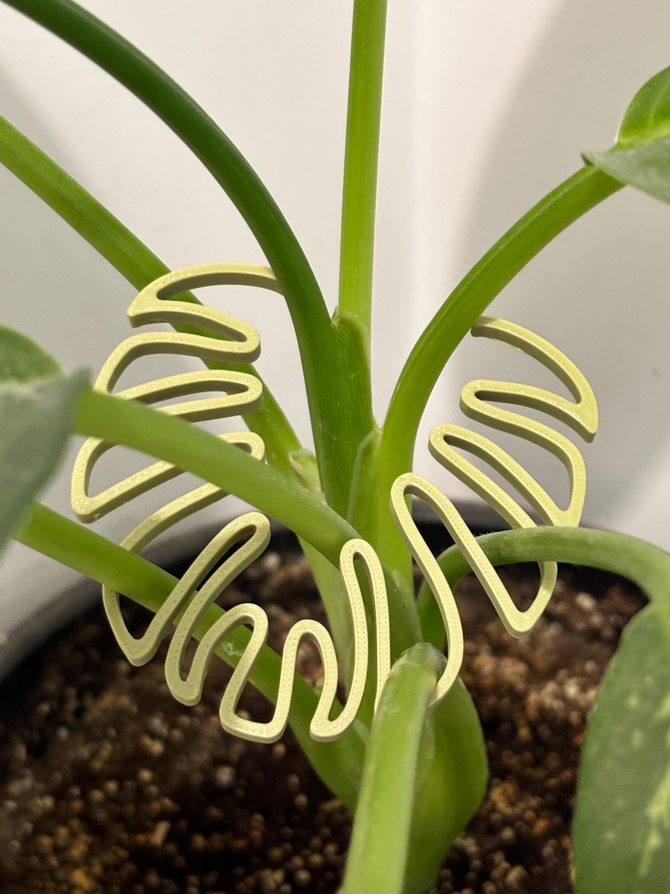Philodendron trellis - Etsy.de