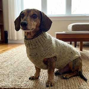 May include: A brown and tan dachshund dog wearing a beige knit sweater with flecks of darker color. The dog is sitting on a woven rug in a room with a bookshelf and a window.