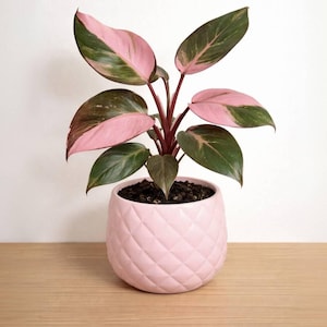 以下が含まれることがあります： ピンクプリンセスフィロデンドロンの鉢植え。ピンクと緑の鮮やかな色の大きな楕円形の葉が特徴です。明るいピンク色のひし形模様の陶器鉢に植えられており、木製の表面に置かれています。鉢の直径は約15cmです。