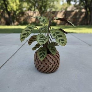 May include: A potted prayer plant with patterned green leaves and a woven brown pot. The plant is set on a concrete surface with a blurred green background.