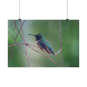 Könnte beinhalten: Ein Poster mit einem Kolibri, der auf einem dünnen Ast sitzt. Der Vogel hat schillernde grüne und blaue Federn, einen langen schwarzen Schnabel und eine weiße Brust. Der Hintergrund ist ein weiches, verschwommenes Grün.