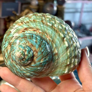 Natural Green Turbo Shell | Polished Seafoam Turban Shell | Large Ocean Seashell | Coastal Home Decor | Beach Cottage Collectible