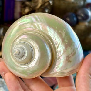 May include: A polished, iridescent sea shell with a smooth, rounded spiral shape. The surface displays a pearlescent sheen with soft green and white tones, reflecting light across its curved, glossy exterior and central whorl.