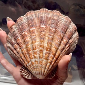May include: A large, fan-shaped scallop shell featuring a radial pattern of deep brown and white stripes. The shell has a textured, ribbed surface with a distinct hinge at the base, showcasing natural colour variations and intricate linear markings.