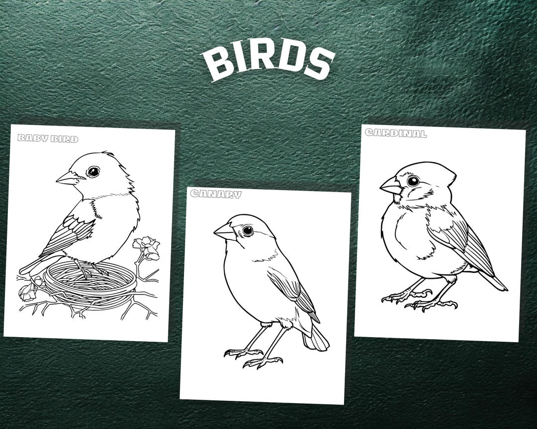 Bird Digital Coloring Pages – 30 Printable Sheets for Kids and Adults ...