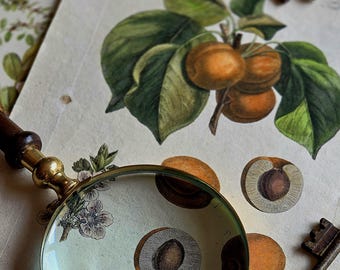 Original 18th Century Botanical Engraving | 1776 Pomona Franconica Art | Hand Colored Copperplate Illustration