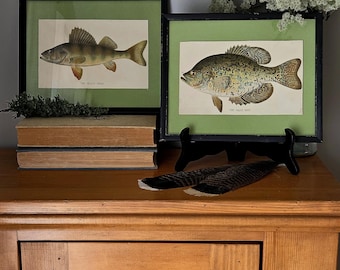 May include: Two framed prints featuring fish illustrations with green matting and black frames. The left print is labeled The Yellow Perch and the right print is labeled The Calico Bass. Both are displayed on a wooden surface with books.